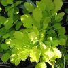 Smokebush Golden Spirit #5 - Image 2